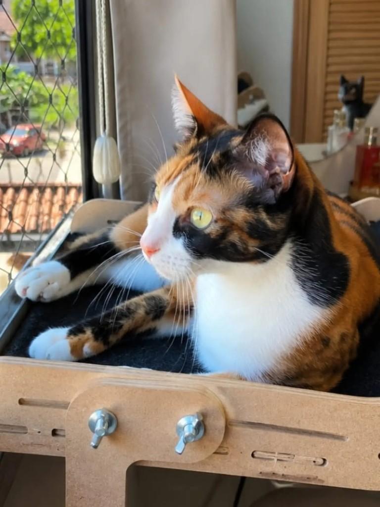 Belinda, gata de porte pequeno para adoção em Niterói - RJ — foto 3 de 4