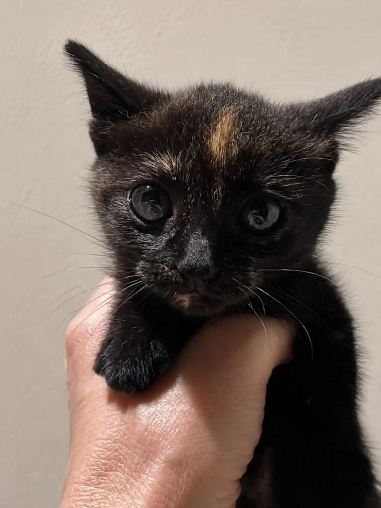 Willa, gato de porte pequeno para adoção em Niterói - RJ