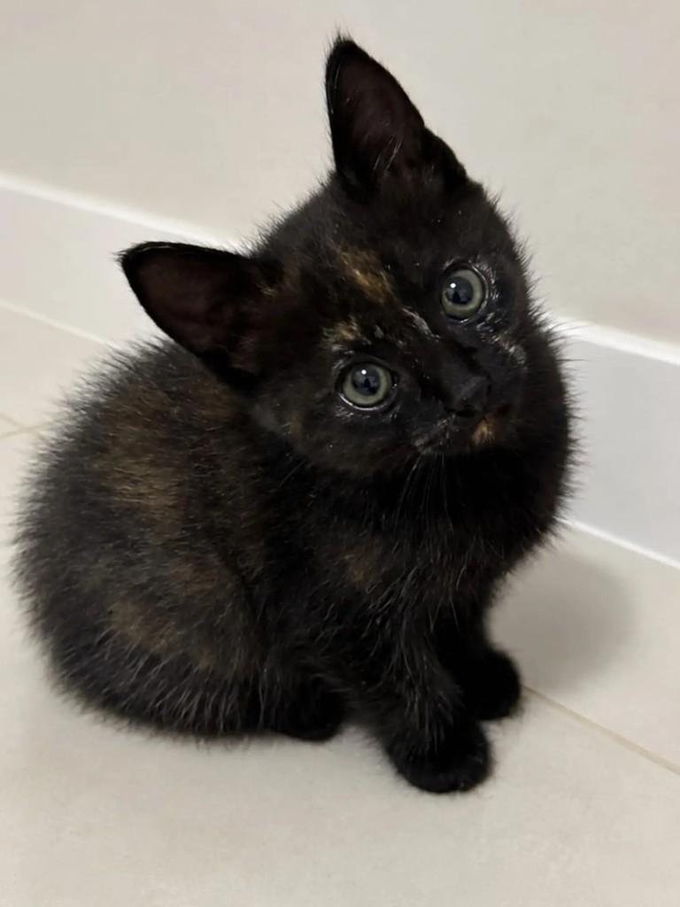 Willa, gato de porte pequeno para adoção em Niterói - RJ — foto 2 de 3