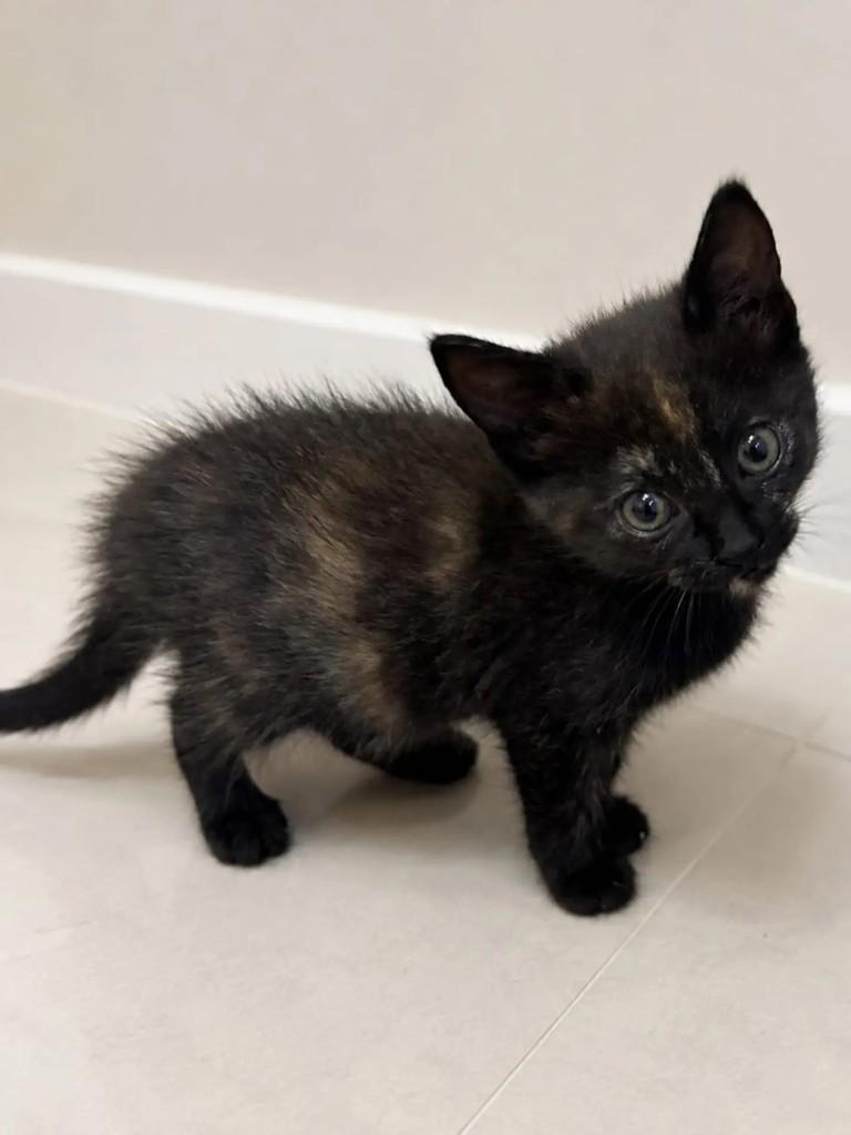 Willa, gato de porte pequeno para adoção em Niterói - RJ — foto 3 de 3