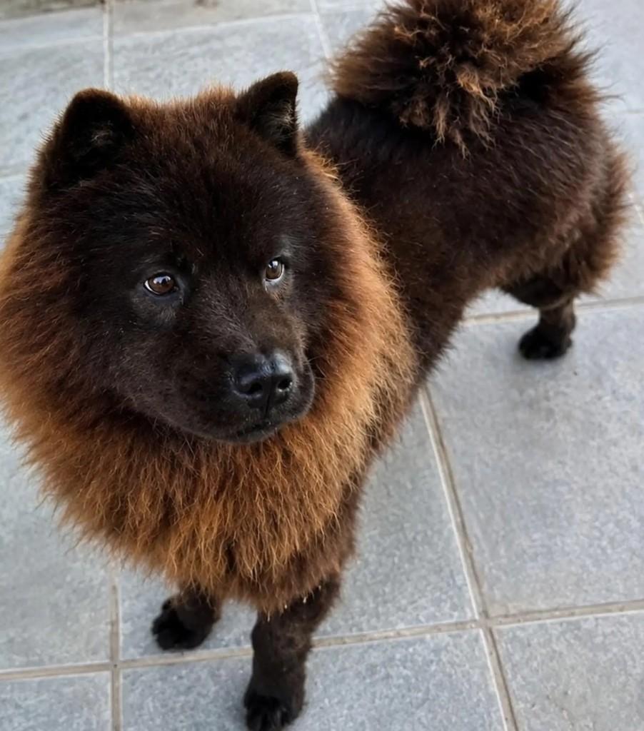 Lobão, cachorro de porte pequeno para adoção em Niterói - RJ