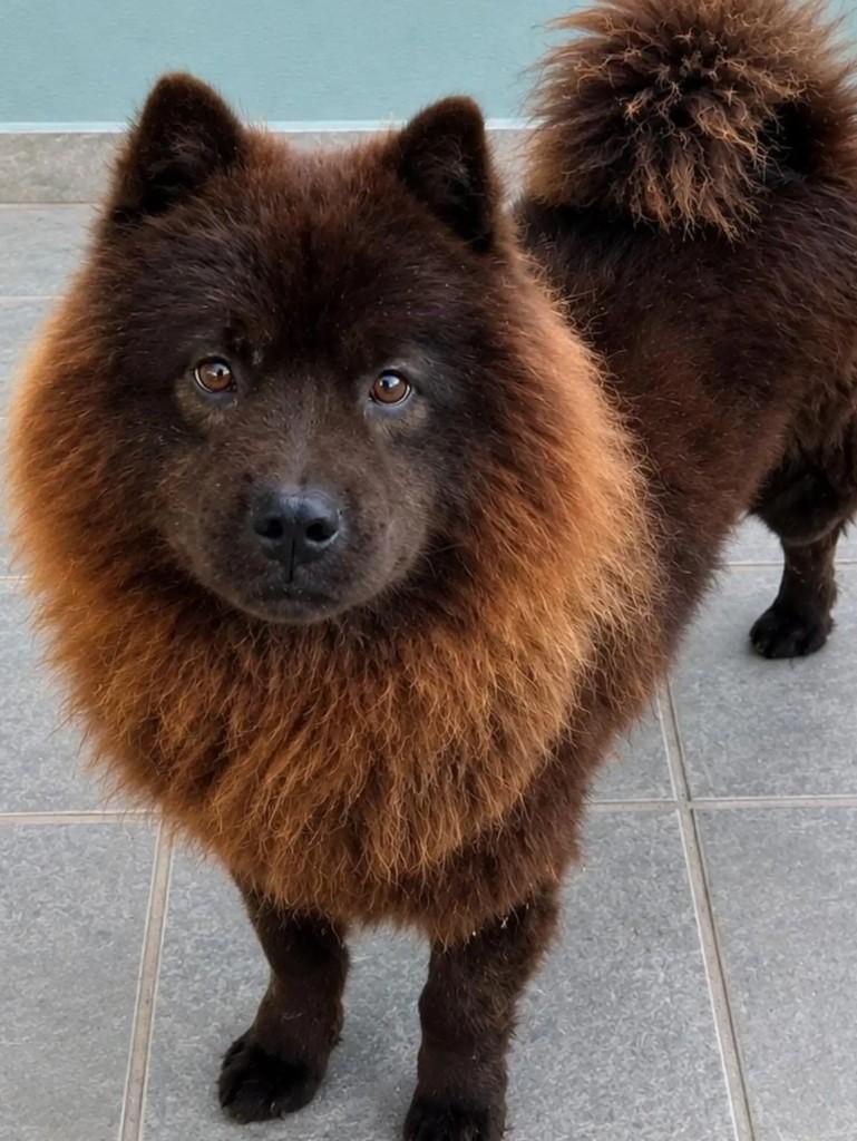 Lobão, cachorro de porte pequeno para adoção em Niterói - RJ — foto 2 de 2