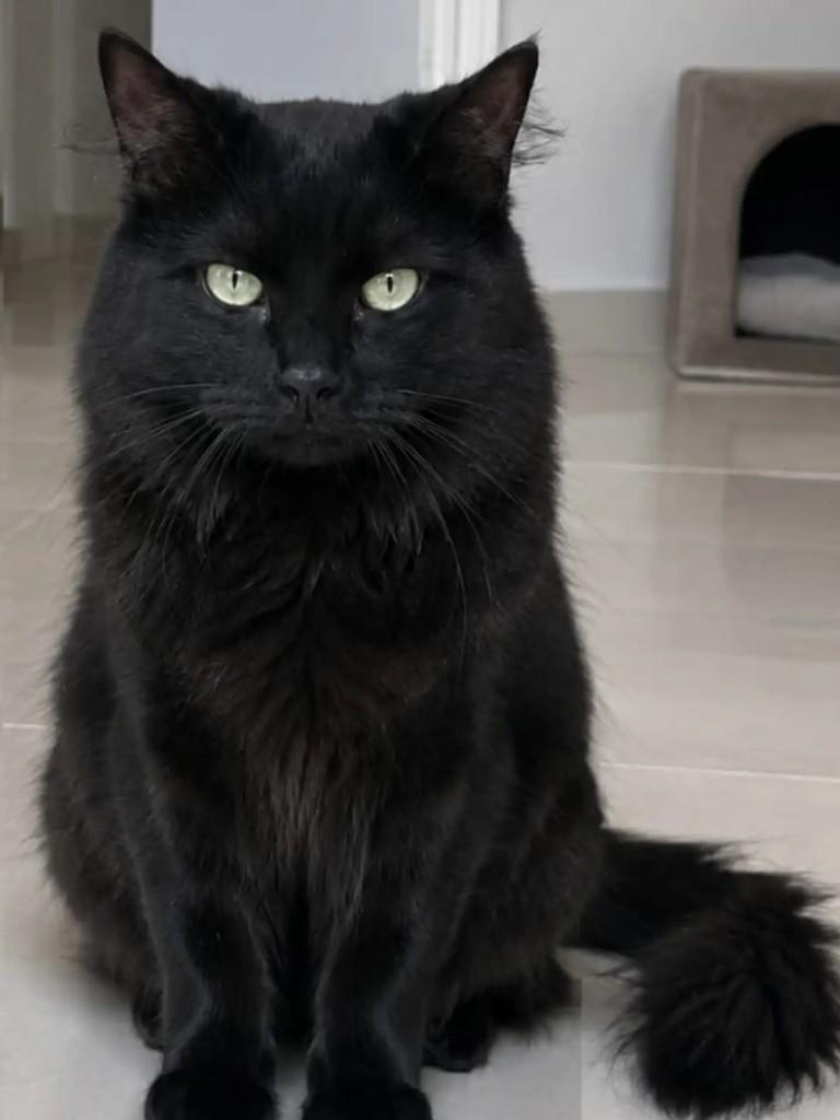 Onyx, gato de porte médio para adoção em Niterói - RJ