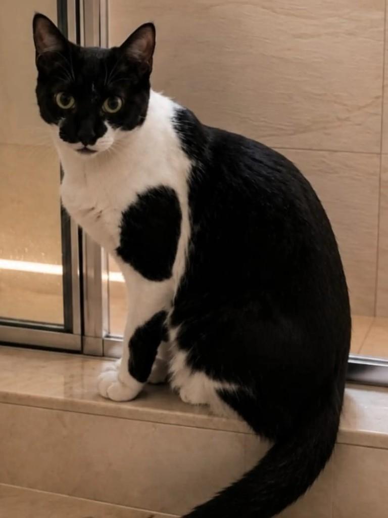 Hope, gata de porte médio para adoção em Niterói - RJ — foto 2 de 7