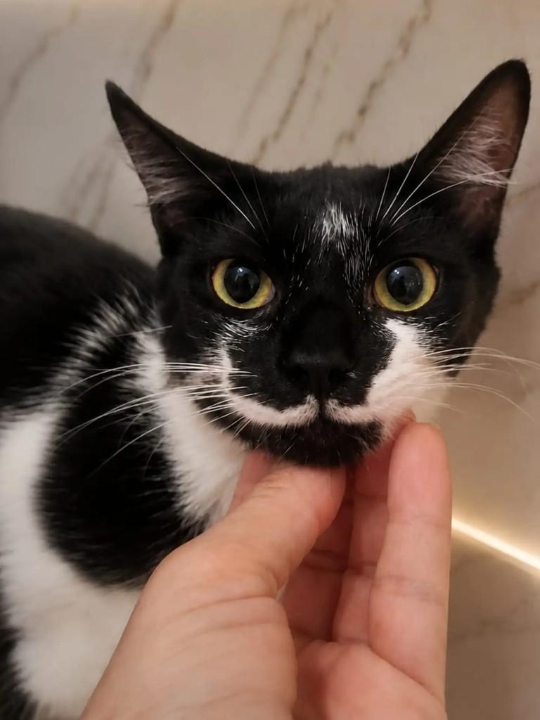 Hope, gata de porte médio para adoção em Niterói - RJ — foto 3 de 7