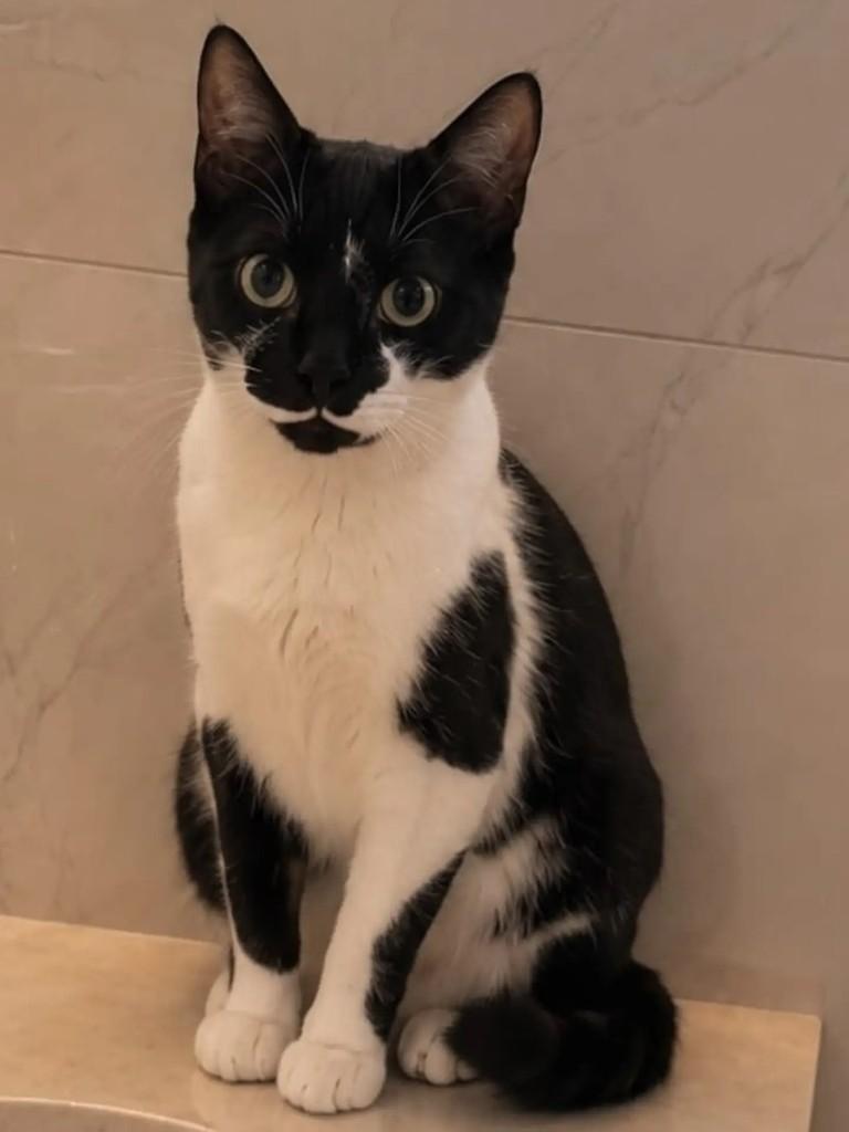 Hope, gata de porte médio para adoção em Niterói - RJ — foto 4 de 7