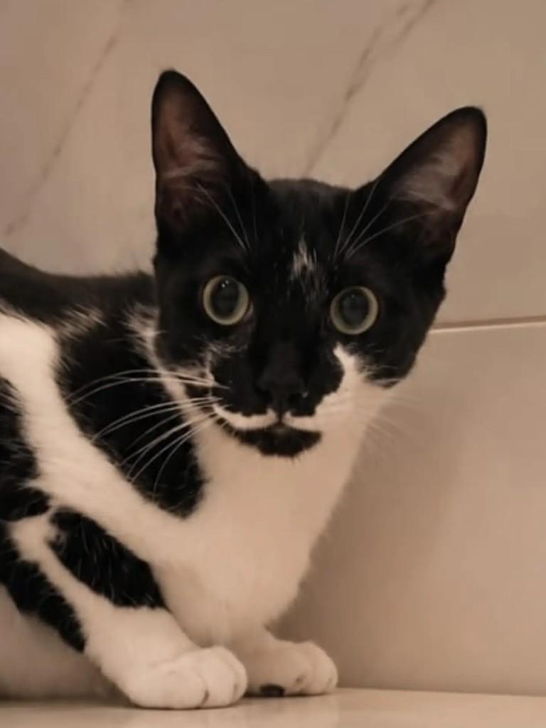 Hope, gata de porte médio para adoção em Niterói - RJ — foto 5 de 7