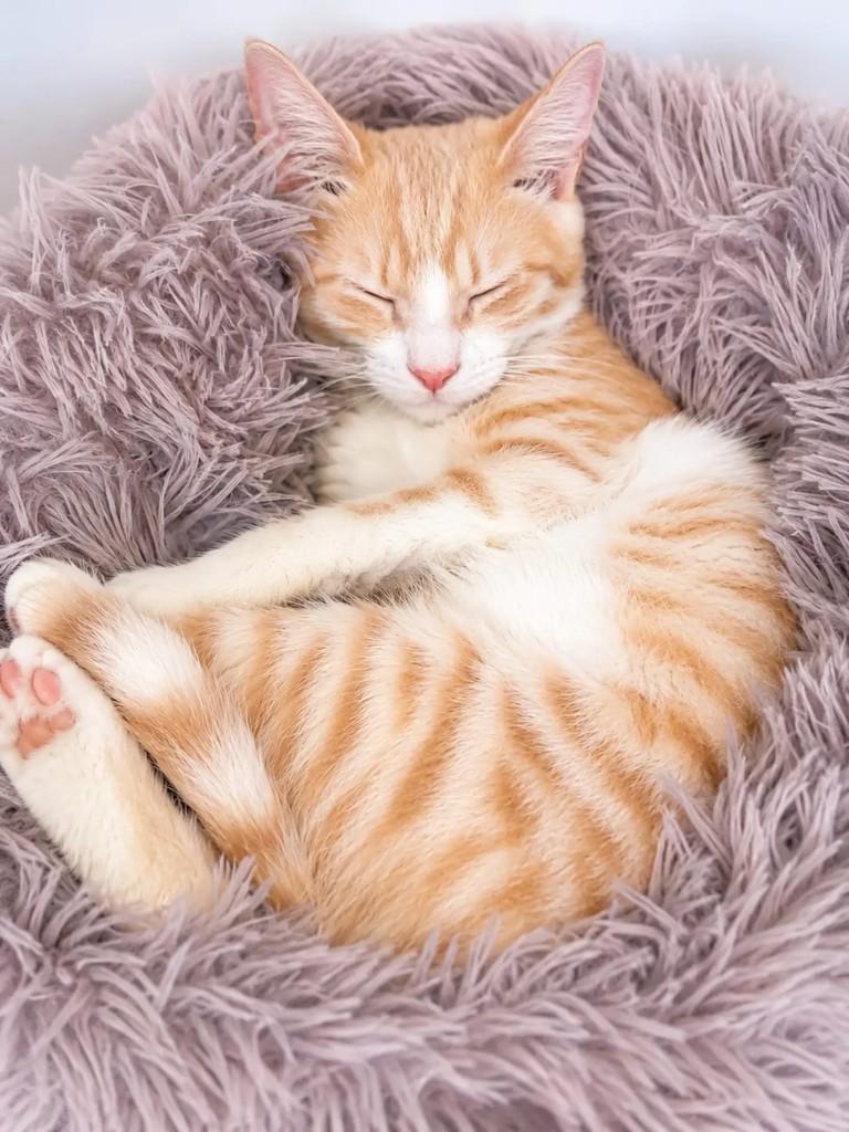 Amarelinho, gato de porte pequeno para adoção em Niterói - RJ