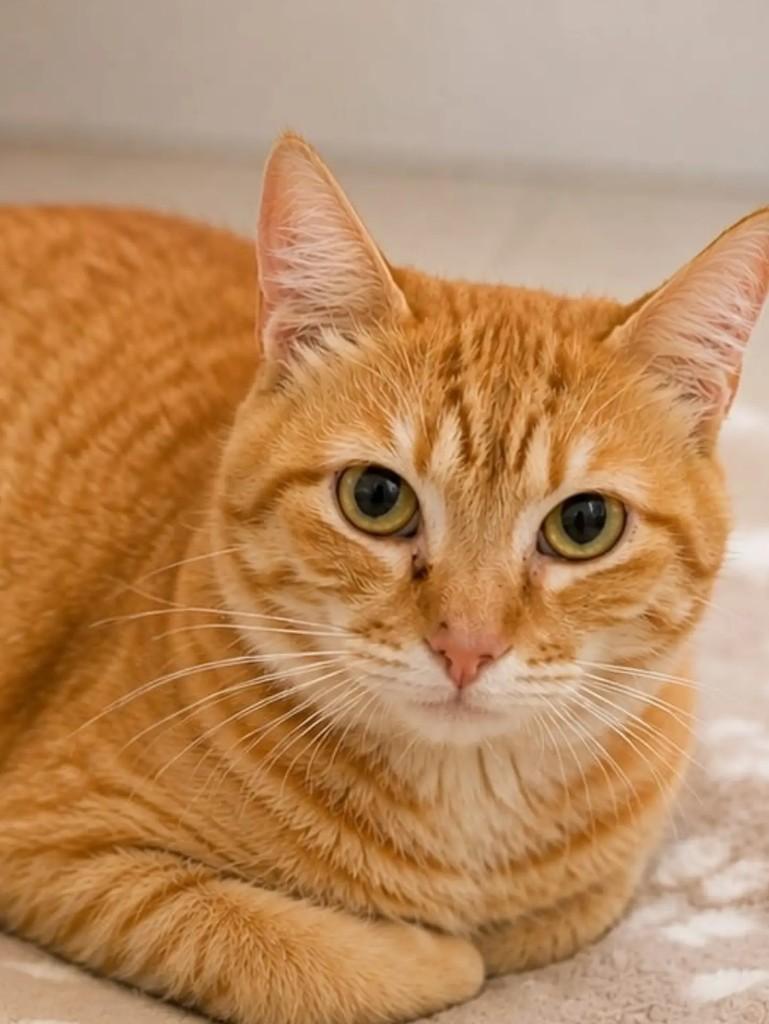 Tigrão, gato de porte grande para adoção em Niterói - RJ — foto 3 de 5