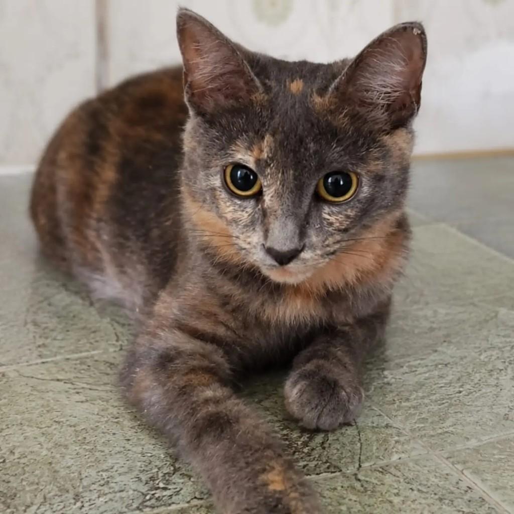 Flor, gato de porte pequeno para adoção em Niterói - RJ — foto 2 de 3