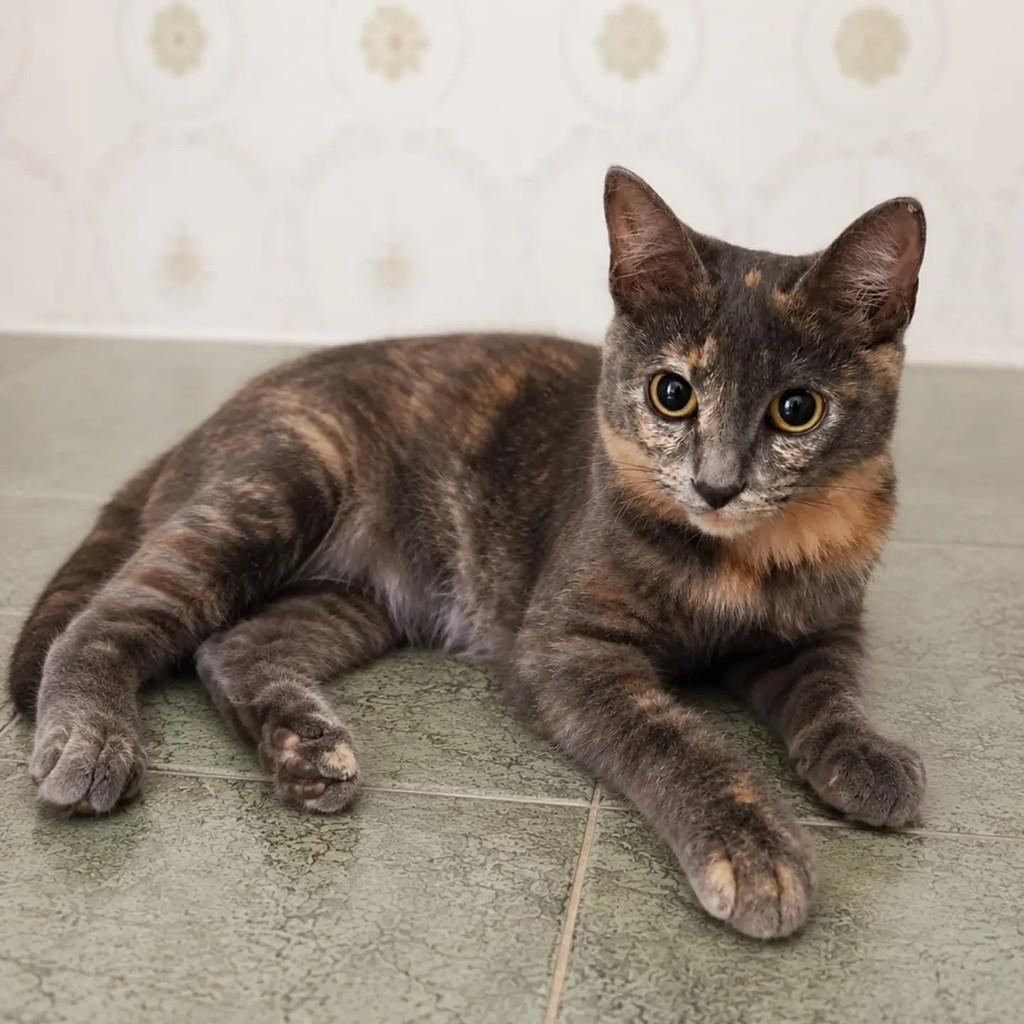 Flor, gato de porte pequeno para adoção em Niterói - RJ — foto 3 de 3