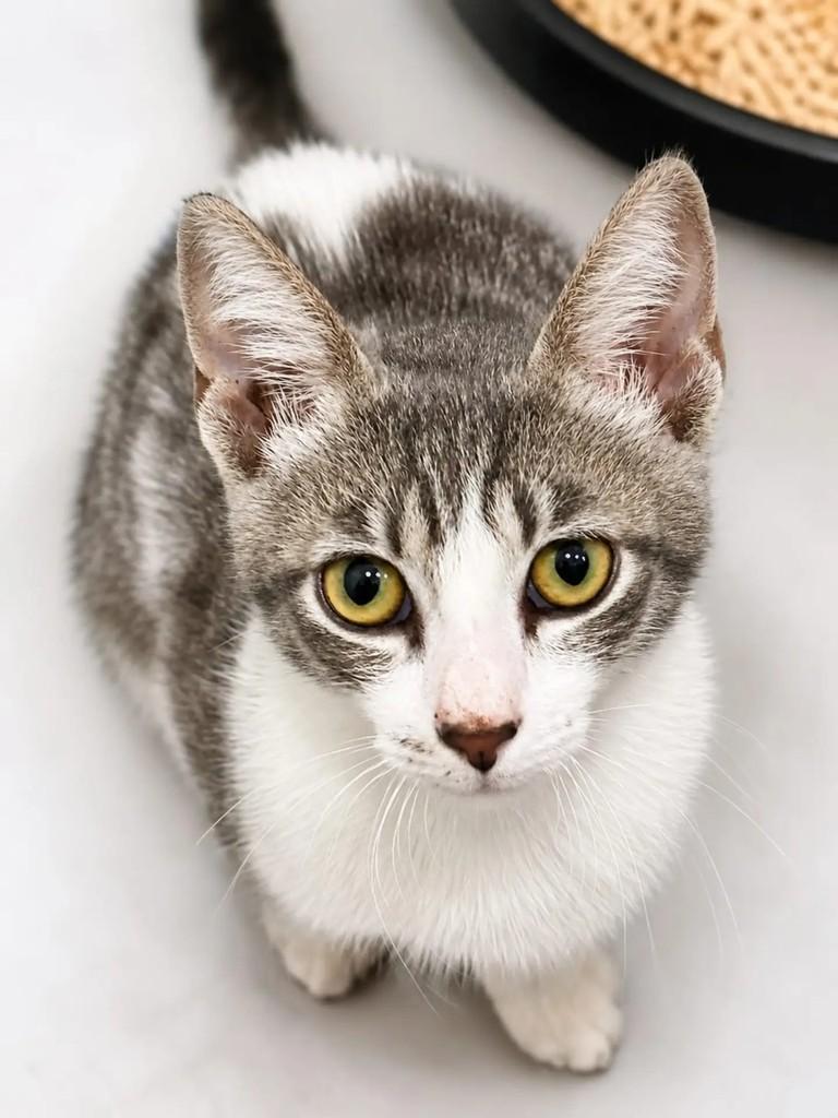 Juno, gato de porte pequeno para adoção em Niterói - RJ