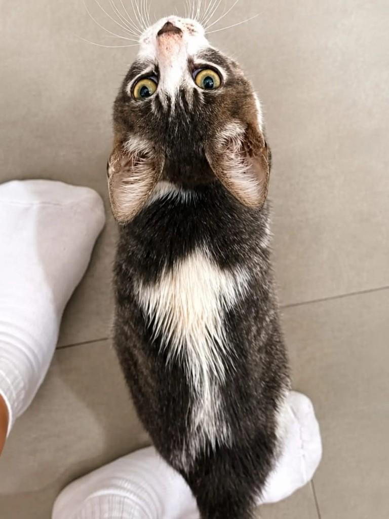 Juno, gato de porte pequeno para adoção em Niterói - RJ — foto 2 de 4