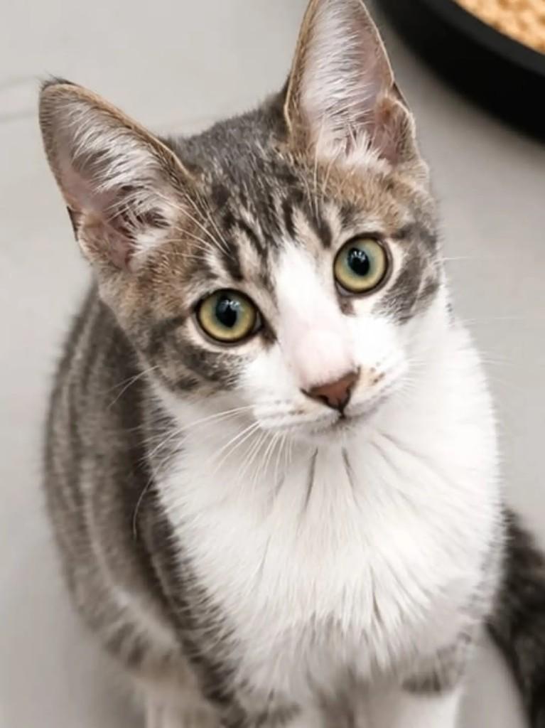 Juno, gato de porte pequeno para adoção em Niterói - RJ — foto 3 de 4