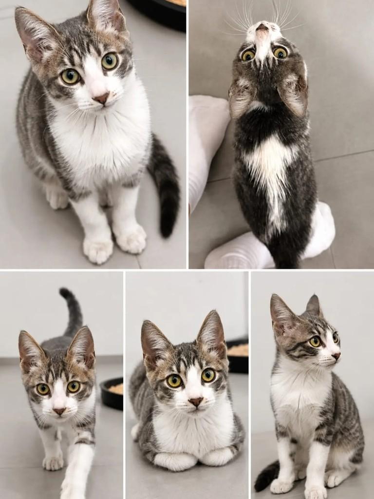 Juno, gato de porte pequeno para adoção em Niterói - RJ — foto 4 de 4
