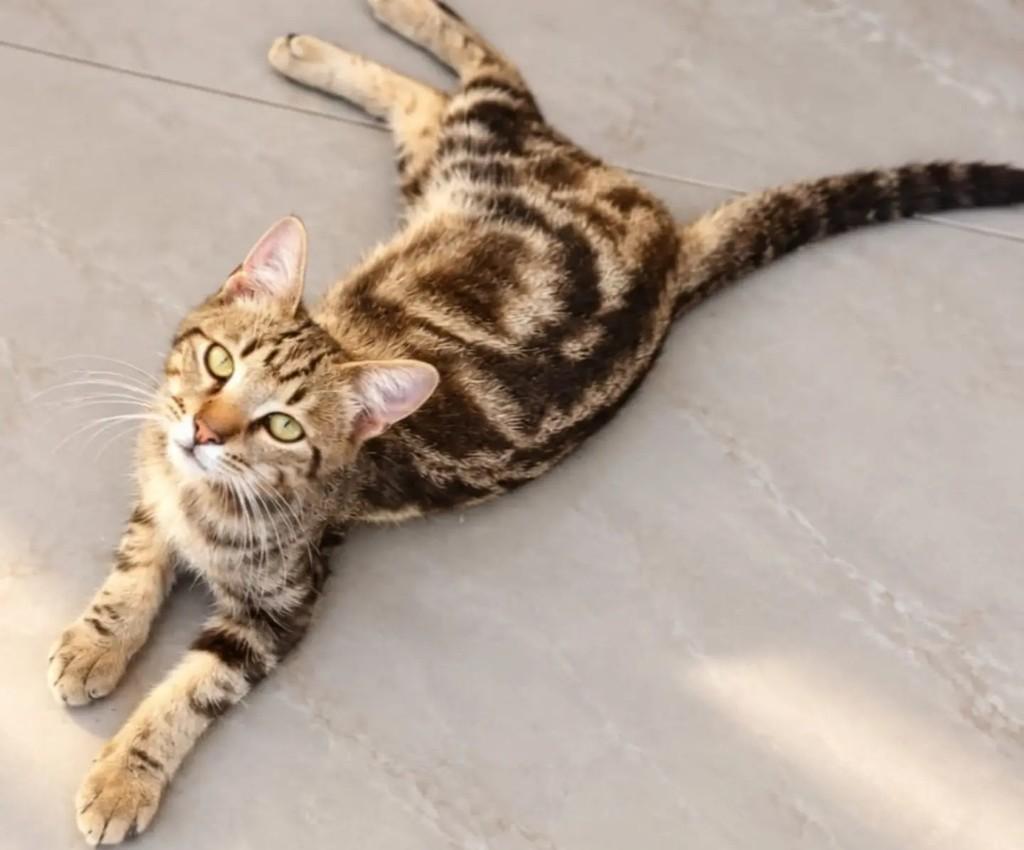 Davi Bengal, gato de porte pequeno para adoção em Niterói - RJ