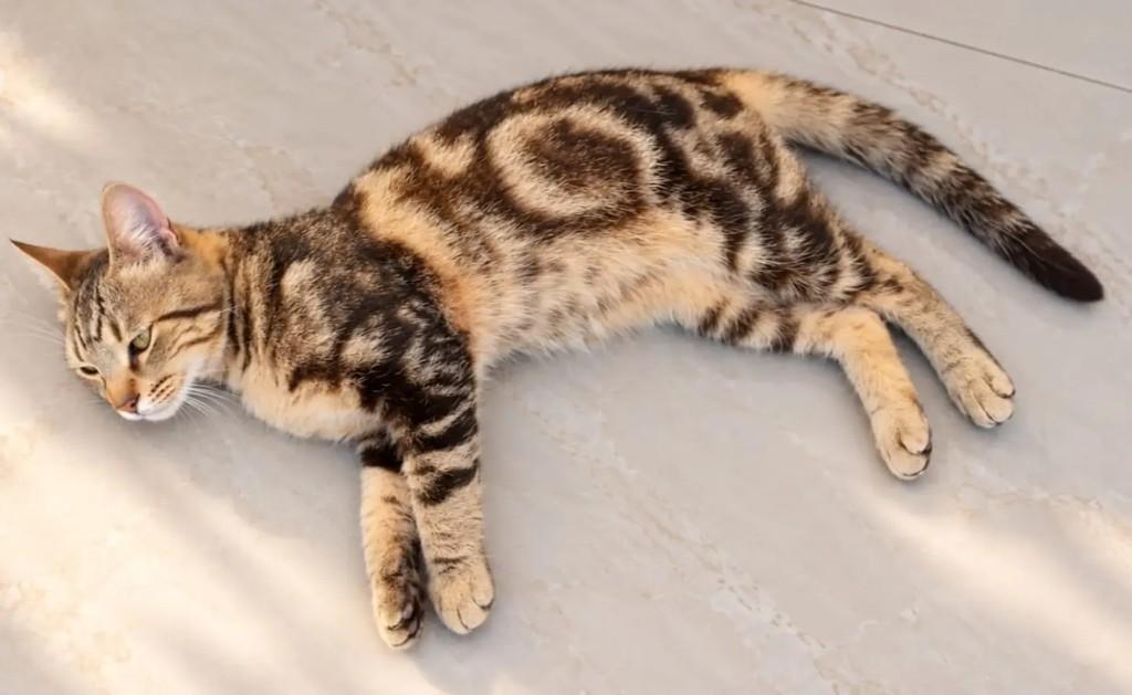 Davi Bengal, gato de porte pequeno para adoção em Niterói - RJ — foto 2 de 3