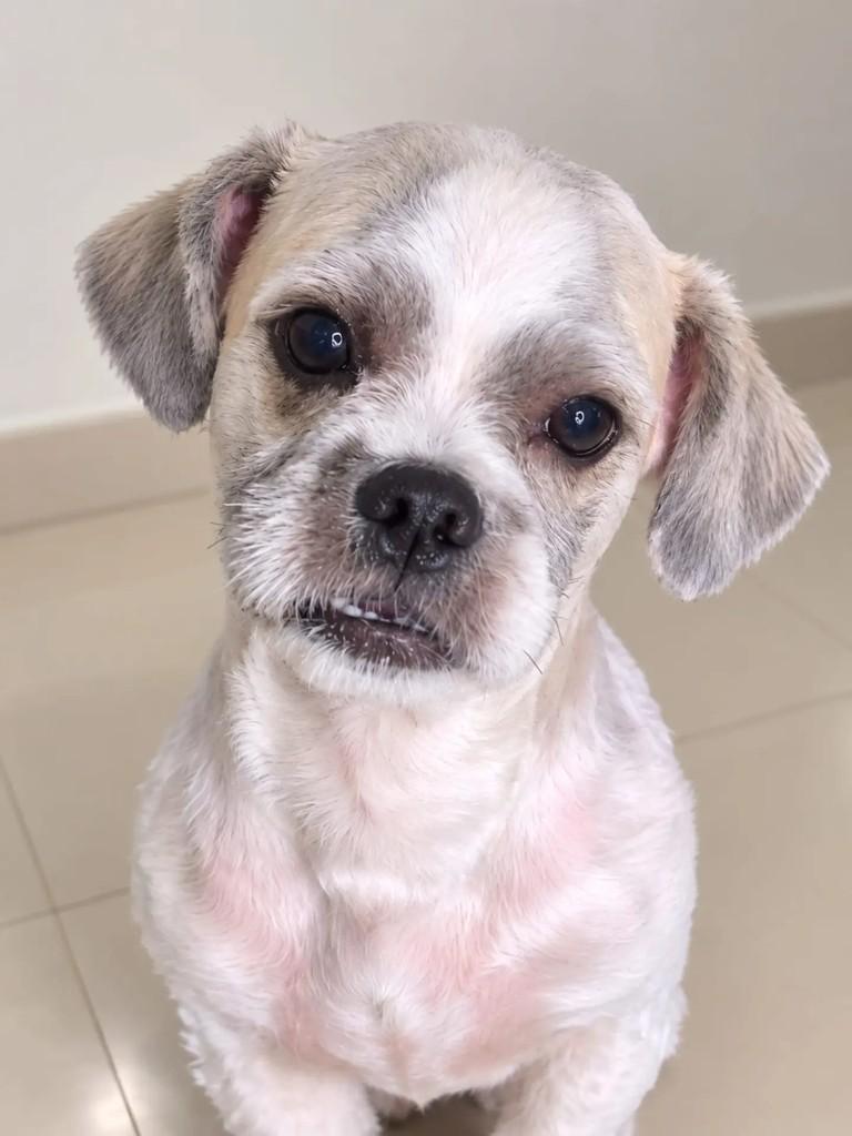 Minato, cachorro de porte pequeno para adoção em Niterói - RJ