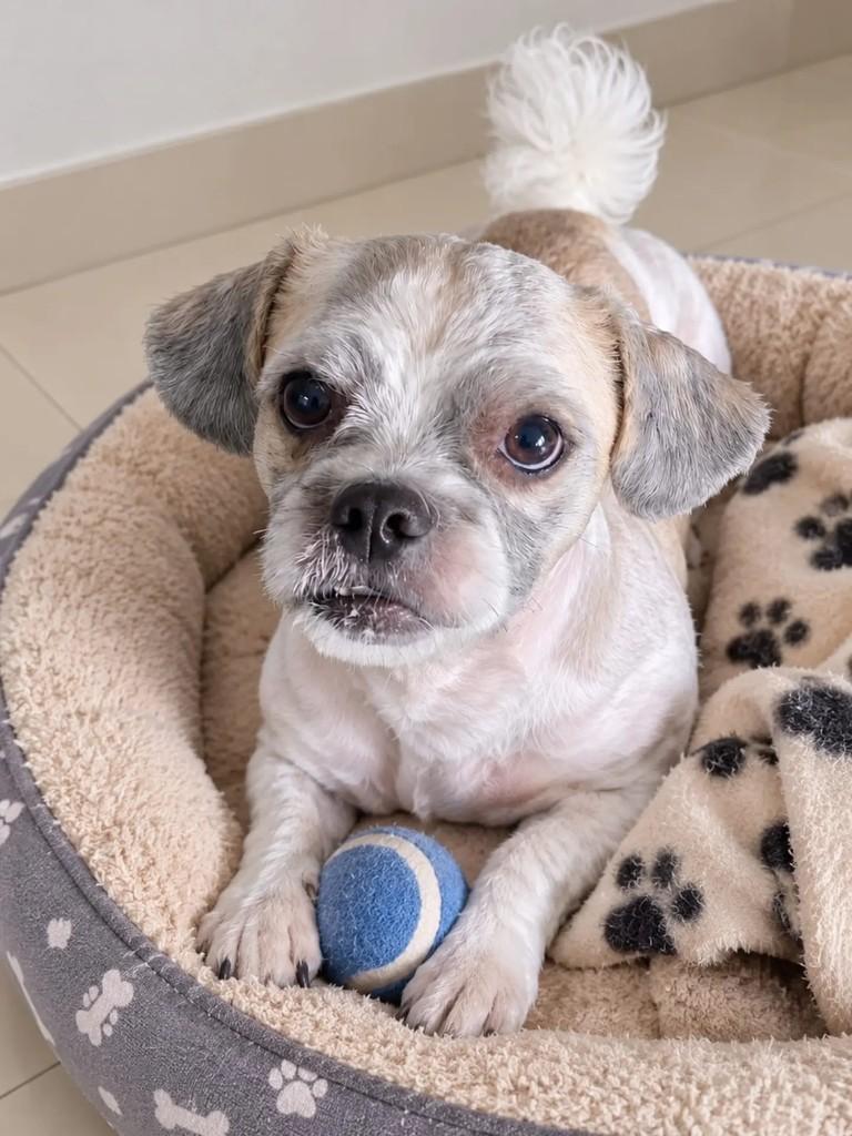 Minato, cachorro de porte pequeno para adoção em Niterói - RJ — foto 2 de 5