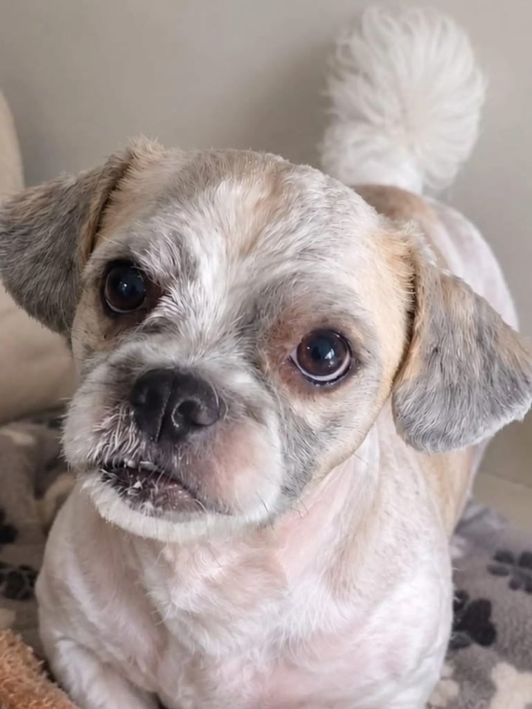 Minato, cachorro de porte pequeno para adoção em Niterói - RJ — foto 3 de 5
