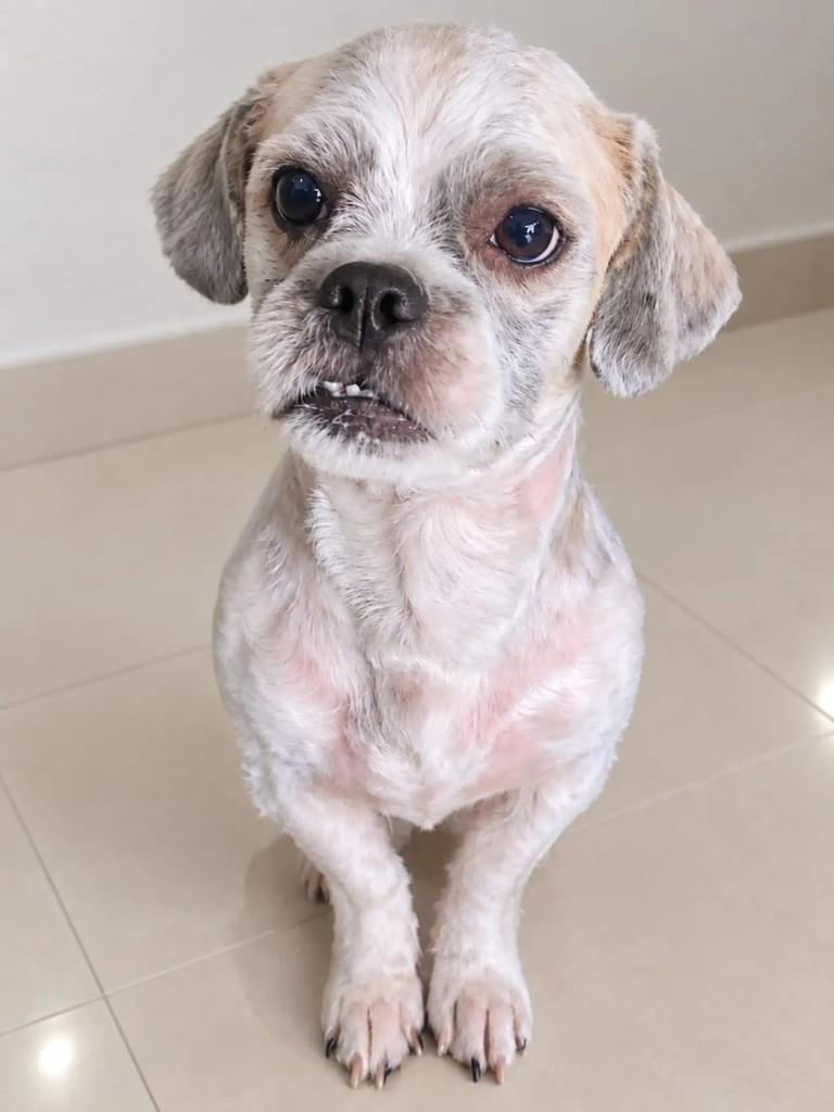 Minato, cachorro de porte pequeno para adoção em Niterói - RJ — foto 4 de 5