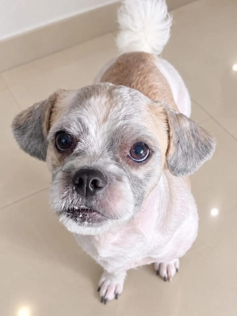 Minato, cachorro de porte pequeno para adoção em Niterói - RJ — foto 5 de 5