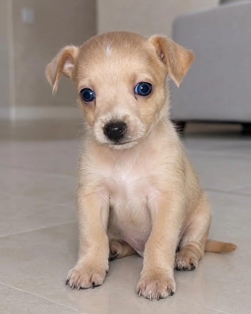 Amendoim, cachorro de porte pequeno para adoção em Niterói - RJ