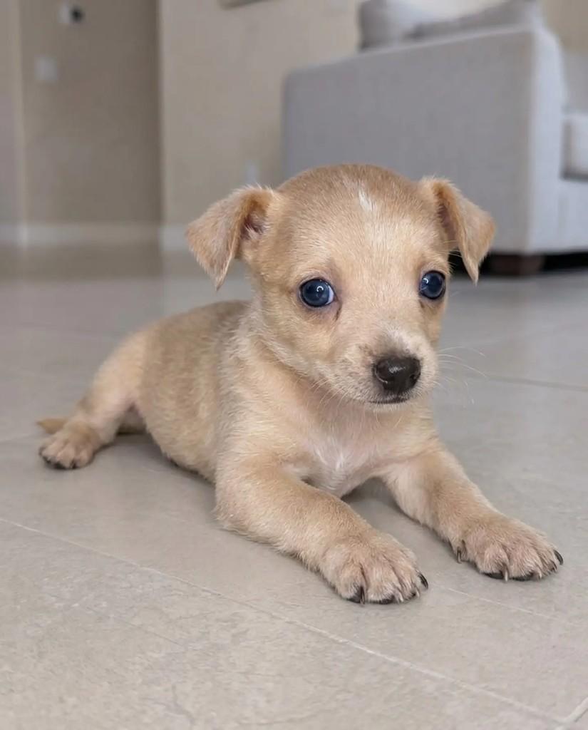 Amendoim, cachorro de porte pequeno para adoção em Niterói - RJ — foto 2 de 4