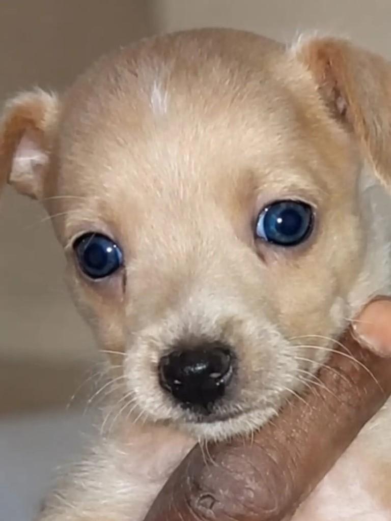 Amendoim, cachorro de porte pequeno para adoção em Niterói - RJ — foto 3 de 4