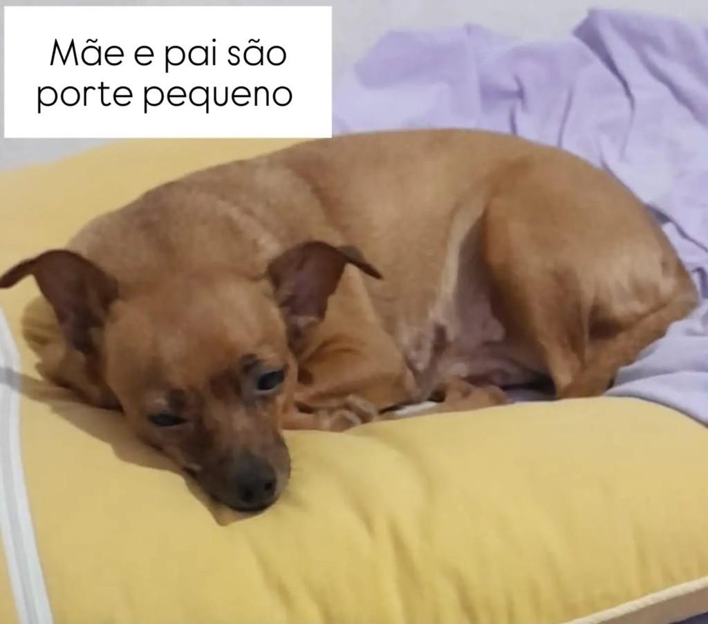 Amendoim, cachorro de porte pequeno para adoção em Niterói - RJ — foto 4 de 4