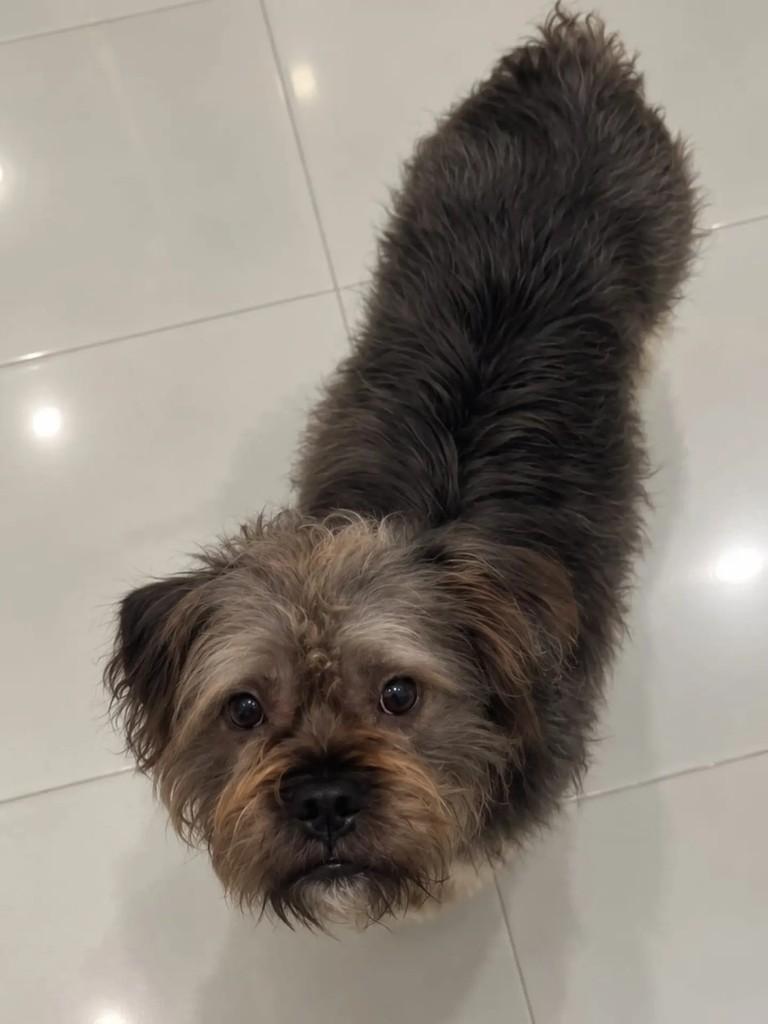 Alfredinho, cachorro de porte pequeno para adoção em Niterói - RJ — foto 2 de 5