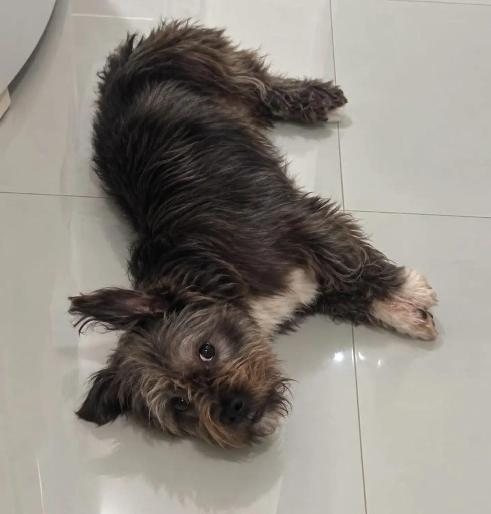Alfredinho, cachorro de porte pequeno para adoção em Niterói - RJ — foto 3 de 5