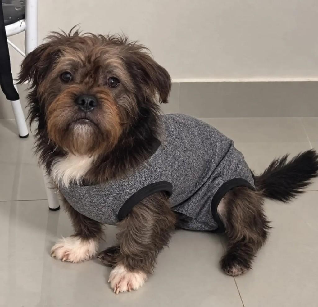 Alfredinho, cachorro de porte pequeno para adoção em Niterói - RJ — foto 4 de 5