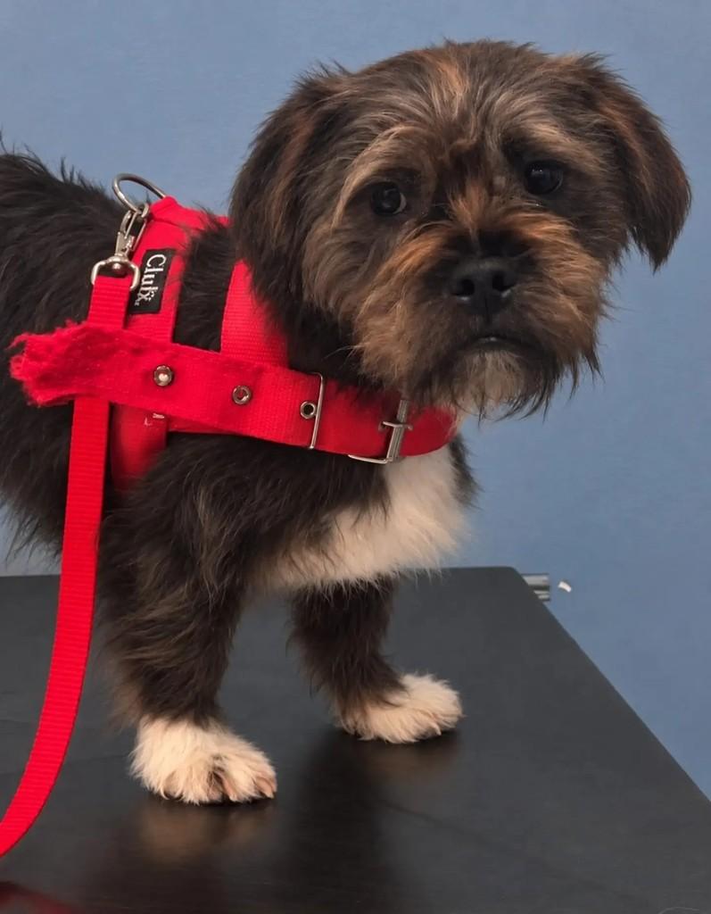 Alfredinho, cachorro de porte pequeno para adoção em Niterói - RJ — foto 5 de 5