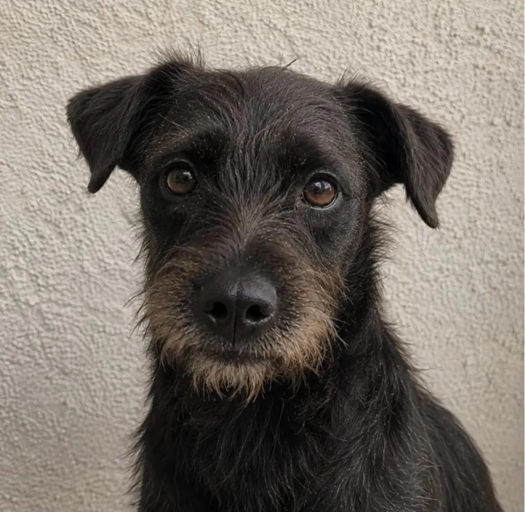 Alice, cachorro de porte médio para adoção em Niterói - RJ — foto 2 de 6