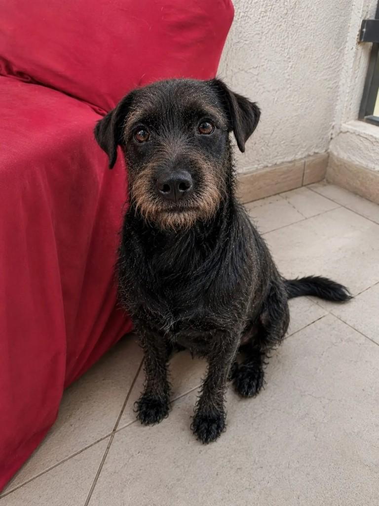Alice, cachorro de porte médio para adoção em Niterói - RJ — foto 3 de 6