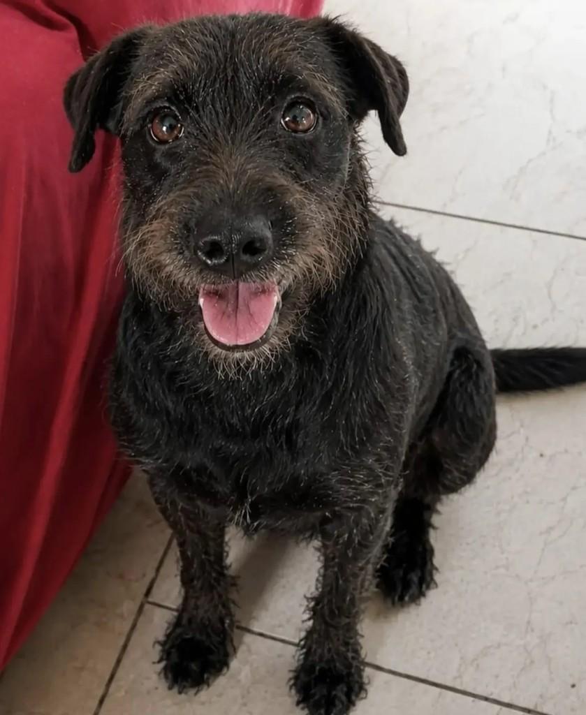 Alice, cachorro de porte médio para adoção em Niterói - RJ — foto 5 de 6