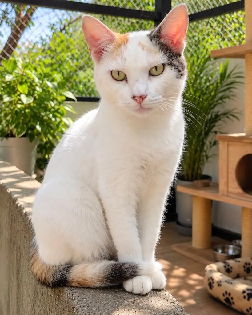 Brisa, gata de porte pequeno para adoção em Niterói - RJ