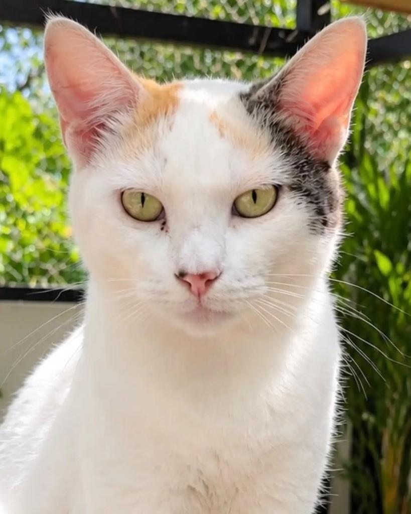 Brisa, gata de porte pequeno para adoção em Niterói - RJ — foto 2 de 2