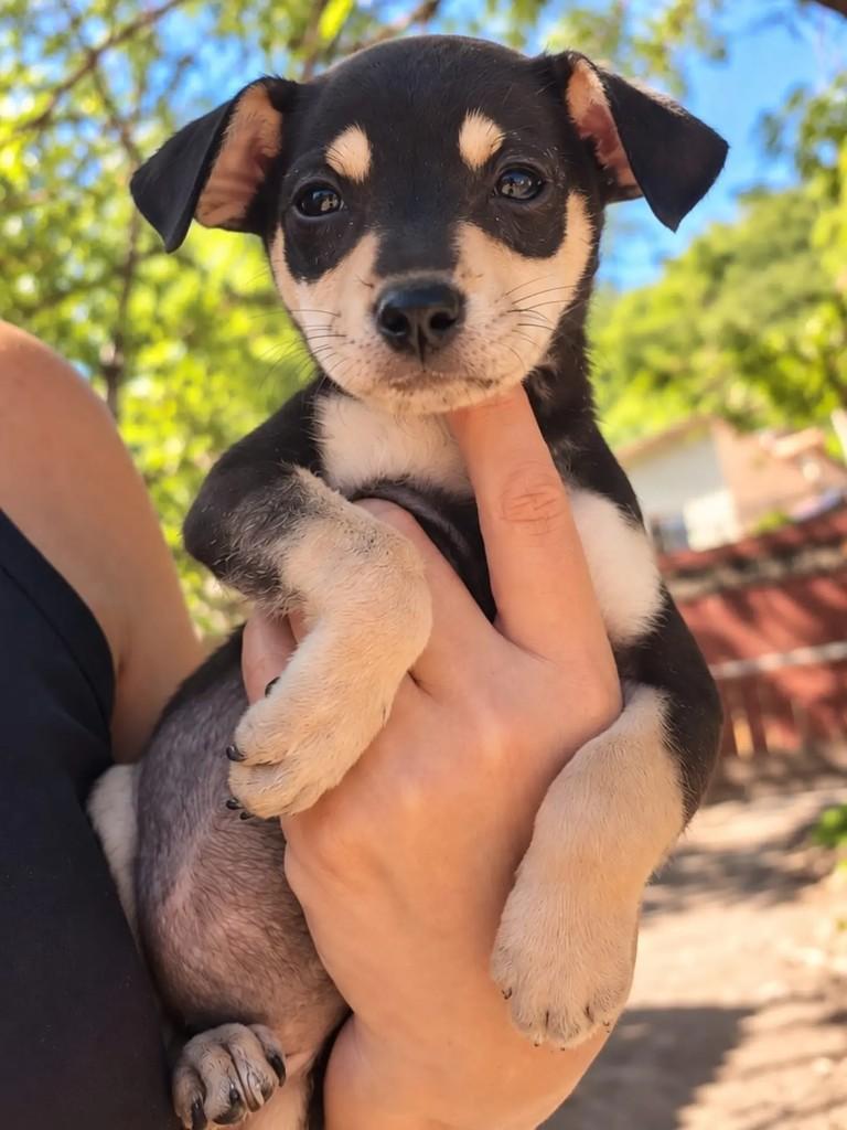 Chiquinha, cachorro de porte pequeno para adoção em Niterói - RJ — foto 2 de 4
