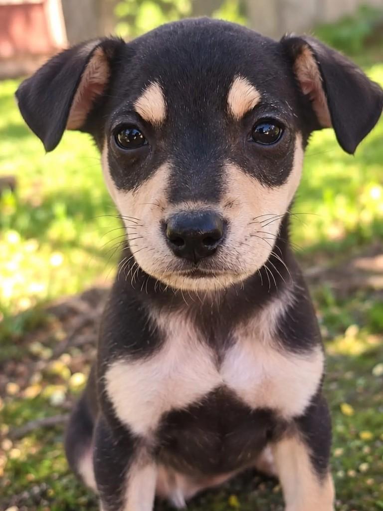 Chiquinha, cachorro de porte pequeno para adoção em Niterói - RJ — foto 3 de 4