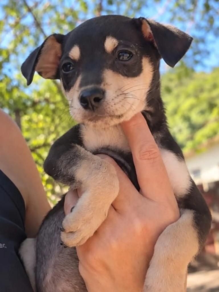 Chiquinha, cachorro de porte pequeno para adoção em Niterói - RJ — foto 4 de 4
