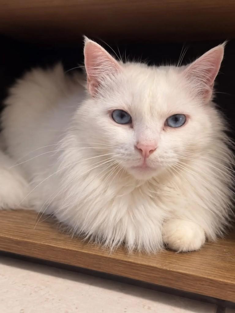 Marie, gata de porte médio para adoção em Niterói - RJ — foto 2 de 3