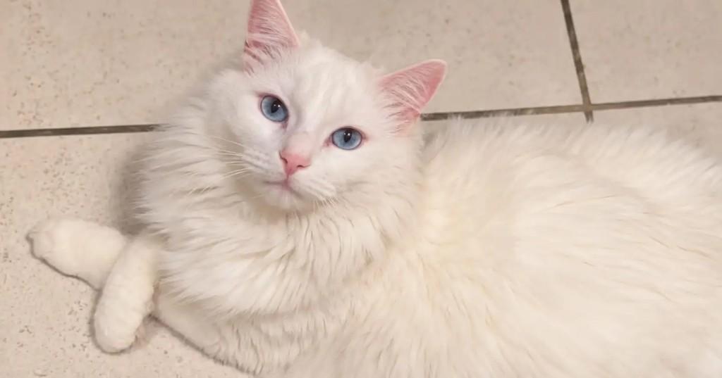 Marie, gata de porte médio para adoção em Niterói - RJ — foto 3 de 3
