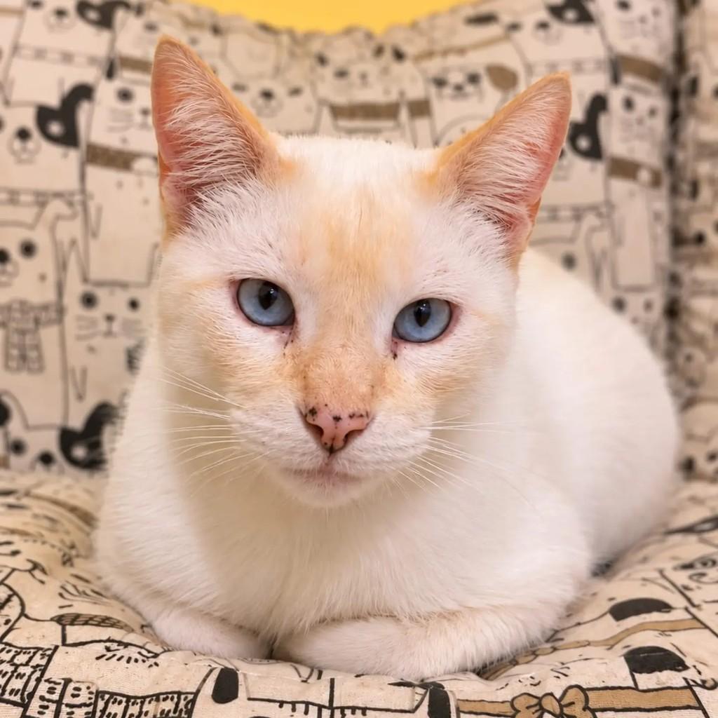 Big Luca, gato de porte médio para adoção em Niterói - RJ