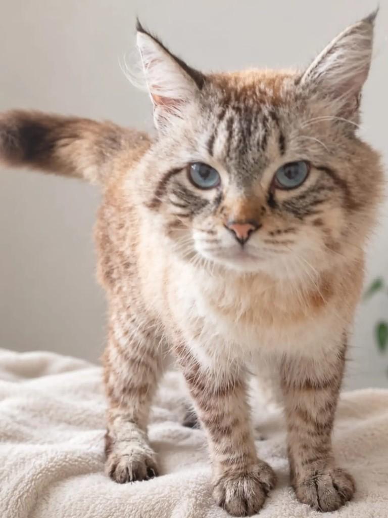 Nico, gato de porte pequeno para adoção em Niterói - RJ