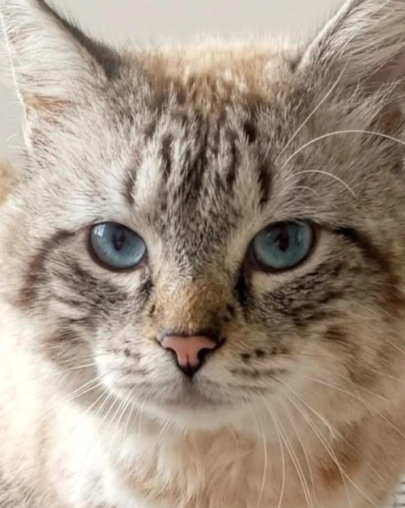 Nico, gato de porte pequeno para adoção em Niterói - RJ — foto 3 de 3
