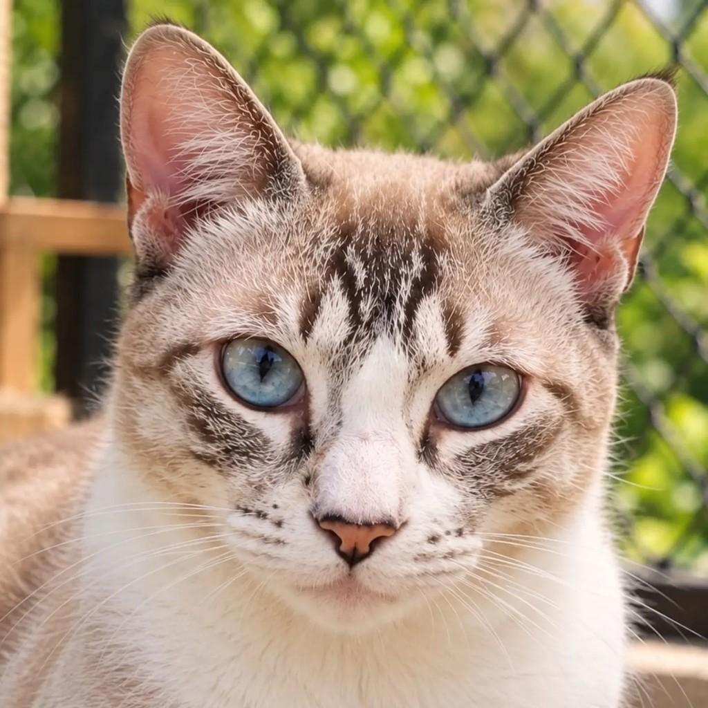 Miguel, gato de porte médio para adoção em Niterói - RJ