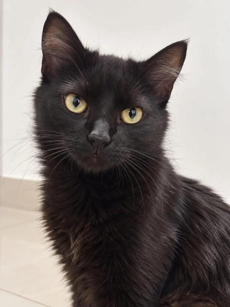 Blue, gato de porte médio para adoção em Niterói - RJ — foto 2 de 3