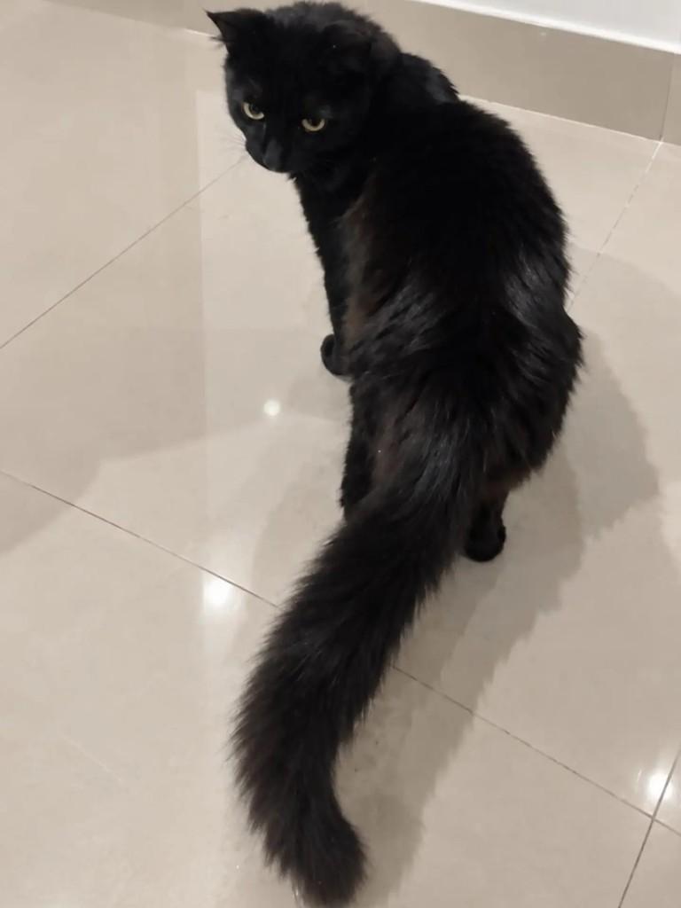 Blue, gato de porte médio para adoção em Niterói - RJ — foto 3 de 3